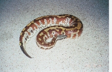 Nice adult female