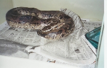"chrome head" female