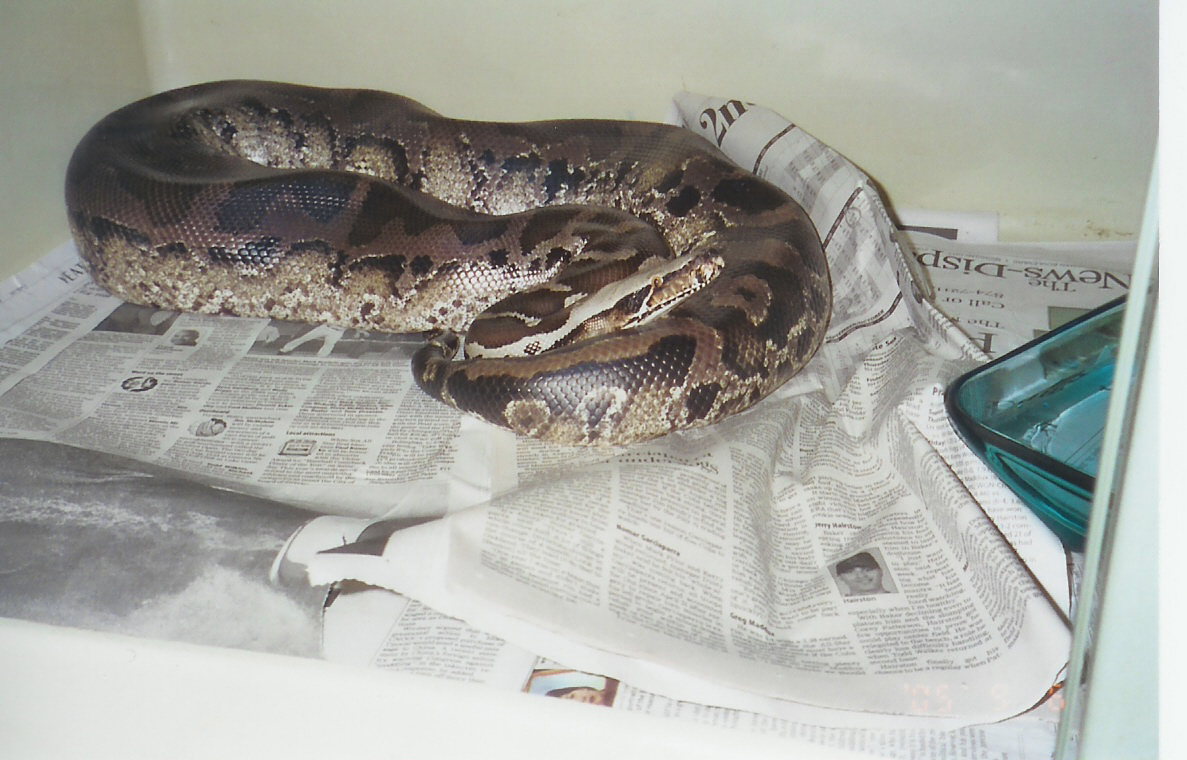 "chrome head" female