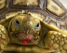 New