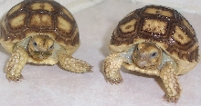 Sulcata