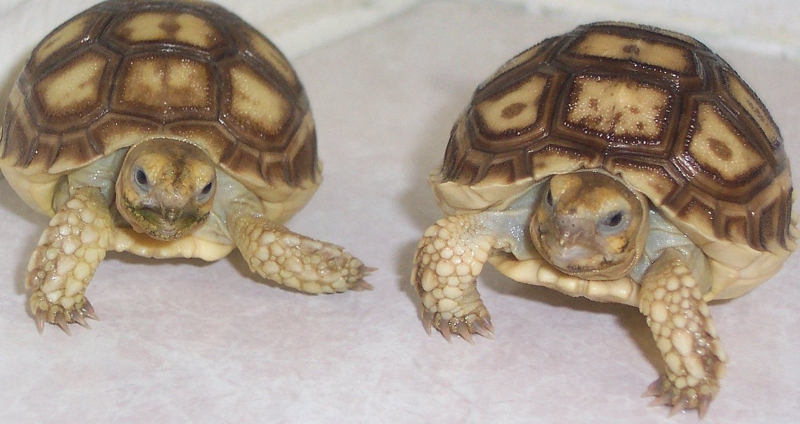 Sulcata