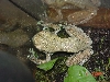 mystery frog