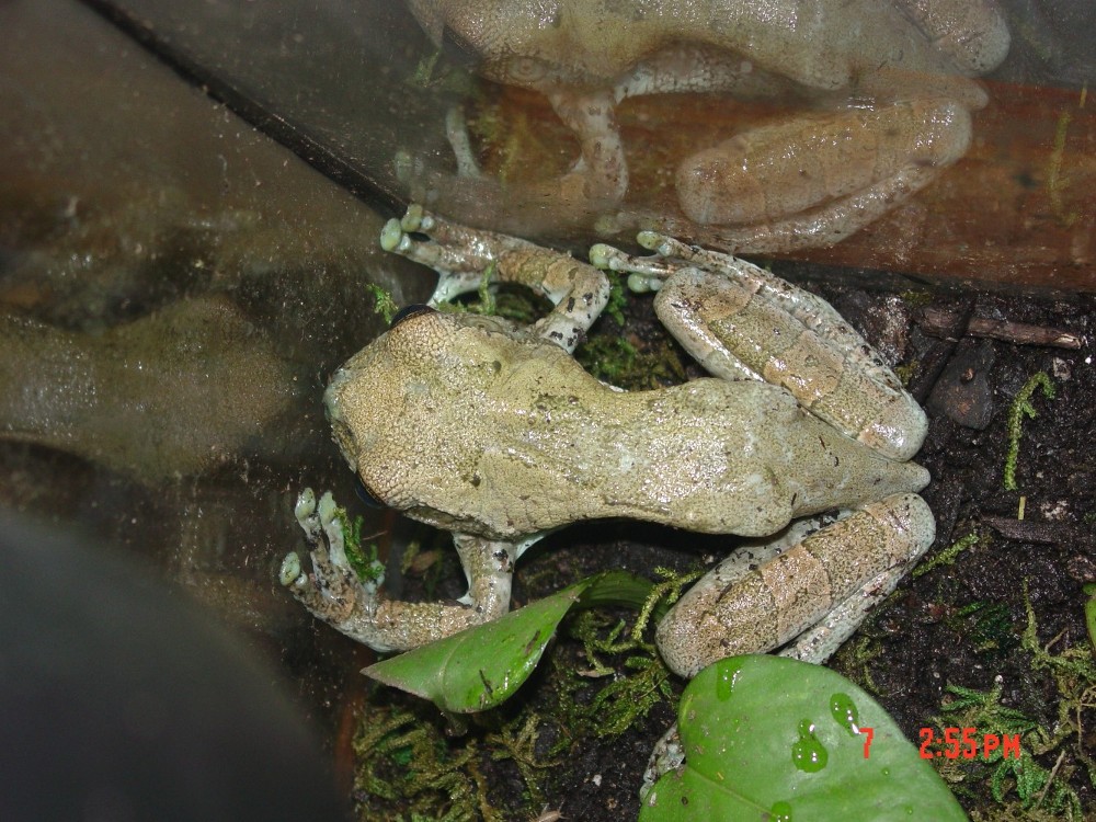 mystery frog