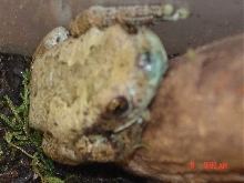 frog face blurry