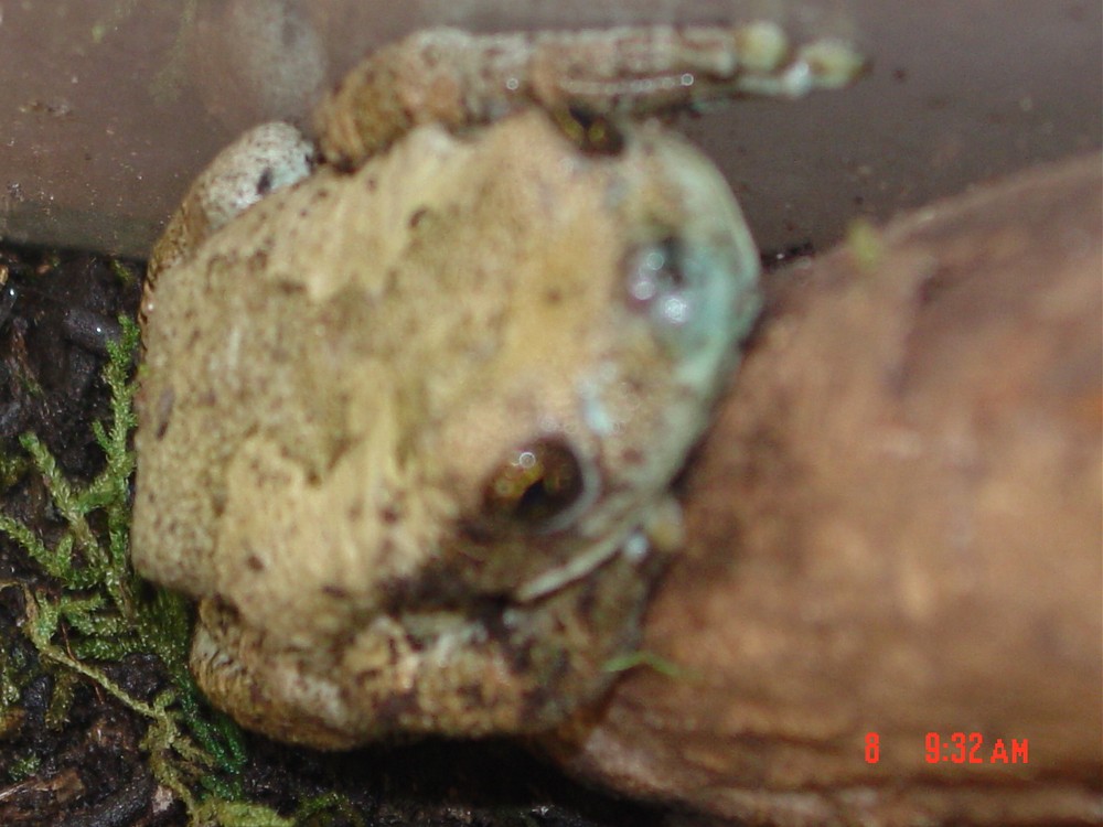 frog face blurry