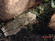 frog side
