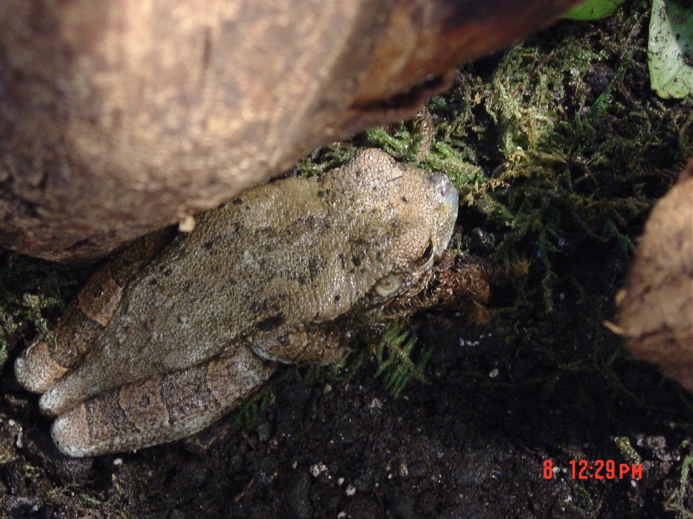 frog side
