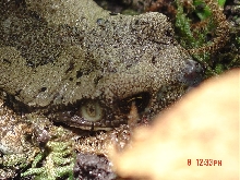 Frog face clearer
