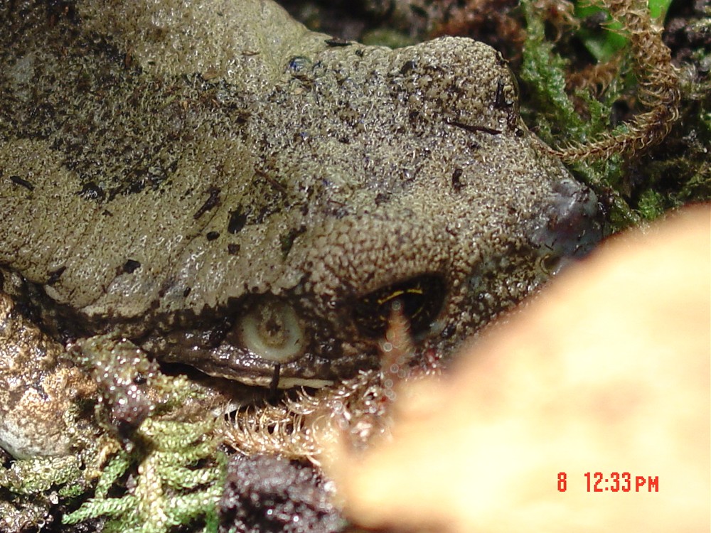 Frog face clearer