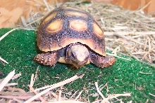 Tortoise