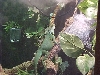 Avanyu