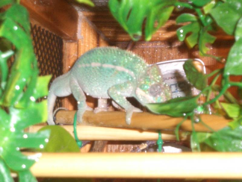 Chyam Nosy Be panther