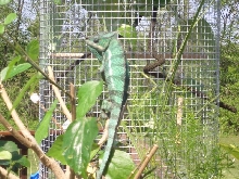 Chyam outdoors