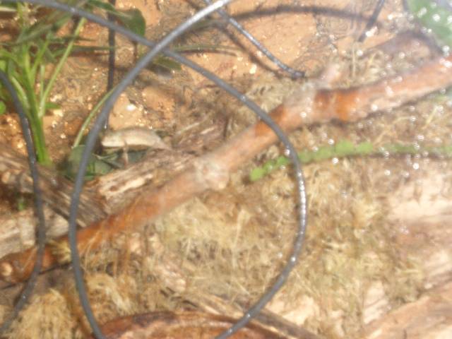 Pygmy chameleon
