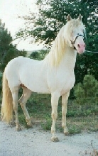 Q's sire