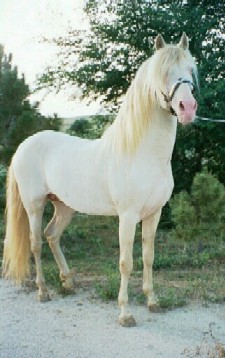 Q's sire