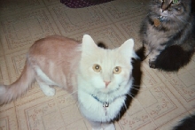 Attila and Charlee