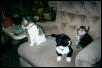 Buddy, Tuxie and Charlee as kits