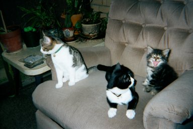 Buddy, Tuxie and Charlee as kits