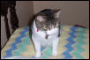 Buddy 2002