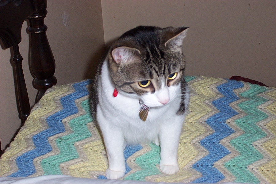Buddy 2002
