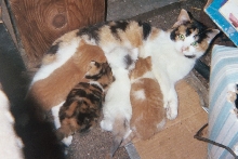 Cali and Babies 2005
