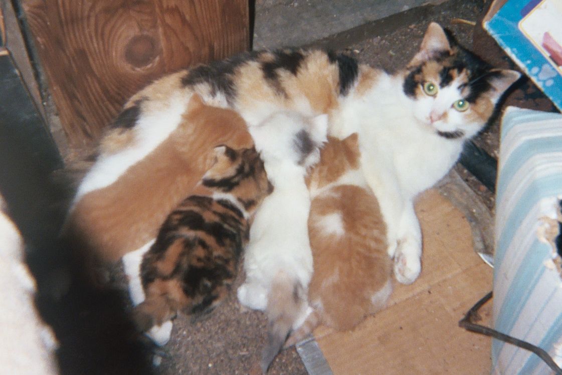 Cali and Babies 2005