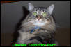 Charlee Theodore Purr
