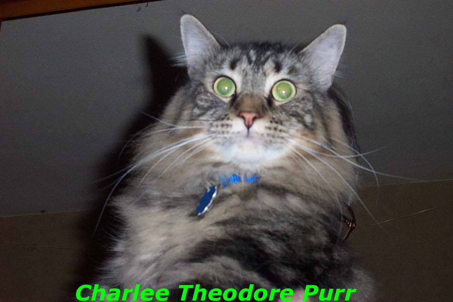 Charlee Theodore Purr