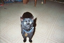 Foudini