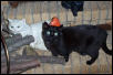Foudini Lorraine Purr-Catnip