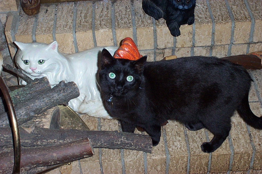 Foudini Lorraine Purr-Catnip