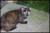 Lizzie