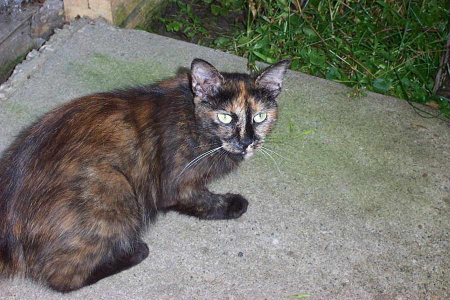 Lizzie