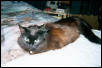 Onyxcita Purr