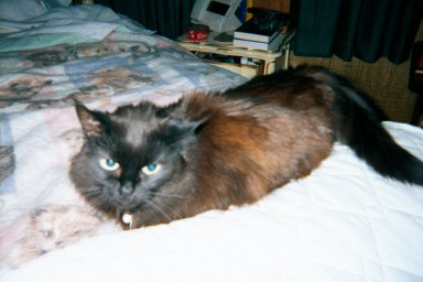 Onyxcita Purr