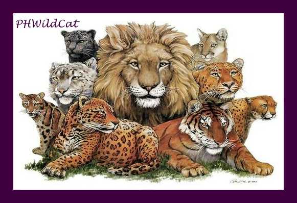 PHWildCat with Wildcats