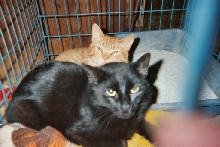 Salem and Marmalade`