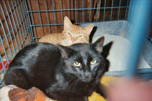 Salem and Marmalade`