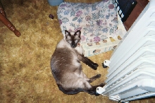 Samantha and the Space Heater