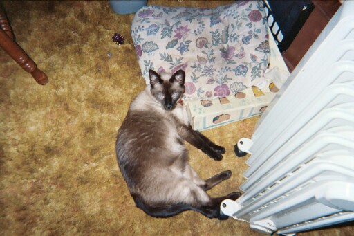 Samantha and the Space Heater
