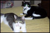 Tuxie and Buddy Purr