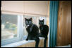 Foudini and Tippy