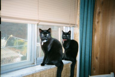Foudini and Tippy