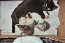 Wicca and Kits
