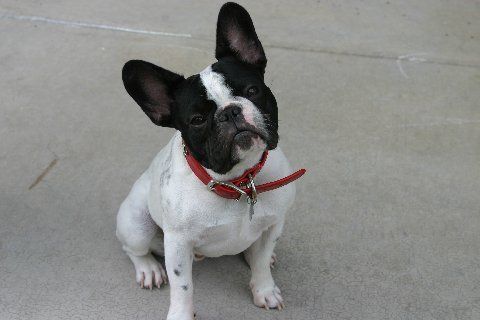 French Bulldog