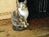 Forever home found