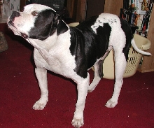 SPud