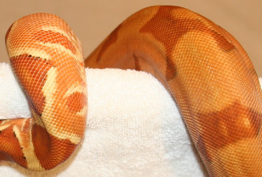Salmon Hypo Body 2